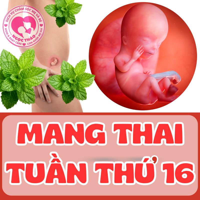 Sự phát triển của thai nhi tuần thứ 16